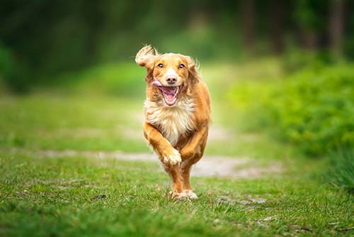 A Dog running in the hampshire countryside